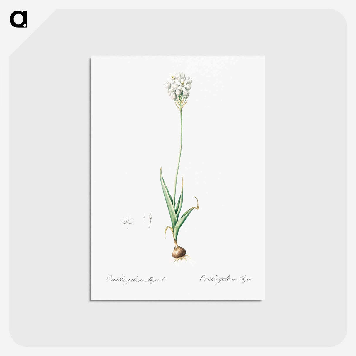 アートポストカード-Chincherinchee illustration from Les liliacées - ピエール ジョゼフ ルドゥーテ Postcard.