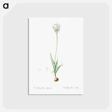 アートポストカード-Chincherinchee illustration from Les liliacées - ピエール ジョゼフ ルドゥーテ Postcard.