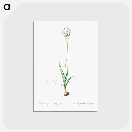 アートポストカード-Chincherinchee illustration from Les liliacées - ピエール ジョゼフ ルドゥーテ Postcard.