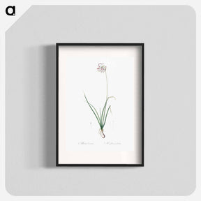 アートポスター-Nodding onion illustration - ピエール ジョゼフ ルドゥーテ Poster.