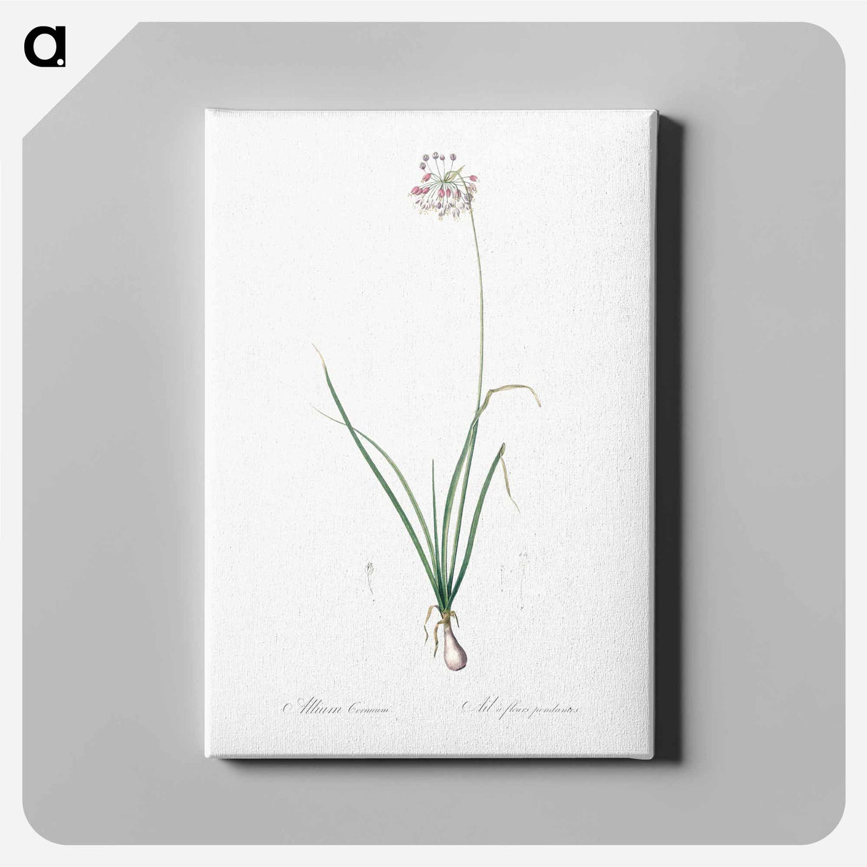 アートパネル-Nodding onion illustration - ピエール ジョゼフ ルドゥーテ Canvas.