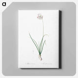 アートパネル-Nodding onion illustration - ピエール ジョゼフ ルドゥーテ Canvas.