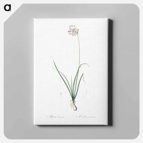 アートパネル-Nodding onion illustration - ピエール ジョゼフ ルドゥーテ Canvas.