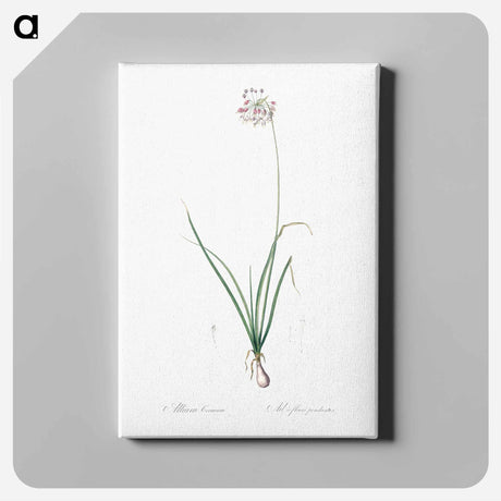 アートパネル-Nodding onion illustration - ピエール ジョゼフ ルドゥーテ Canvas.