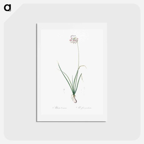 アートポストカード-Nodding onion illustration - ピエール ジョゼフ ルドゥーテ Postcard.
