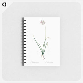 アートメモ帳-Nodding onion illustration - ピエール ジョゼフ ルドゥーテ Memo.