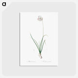 アートポストカード-Nodding onion illustration - ピエール ジョゼフ ルドゥーテ Postcard.