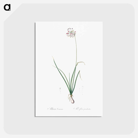 アートポストカード-Nodding onion illustration - ピエール ジョゼフ ルドゥーテ Postcard.