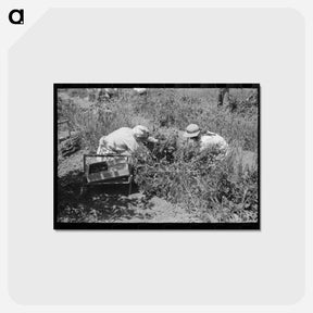 アートポストカード-Cache County Berries
 - ラッセル リー Postcard.