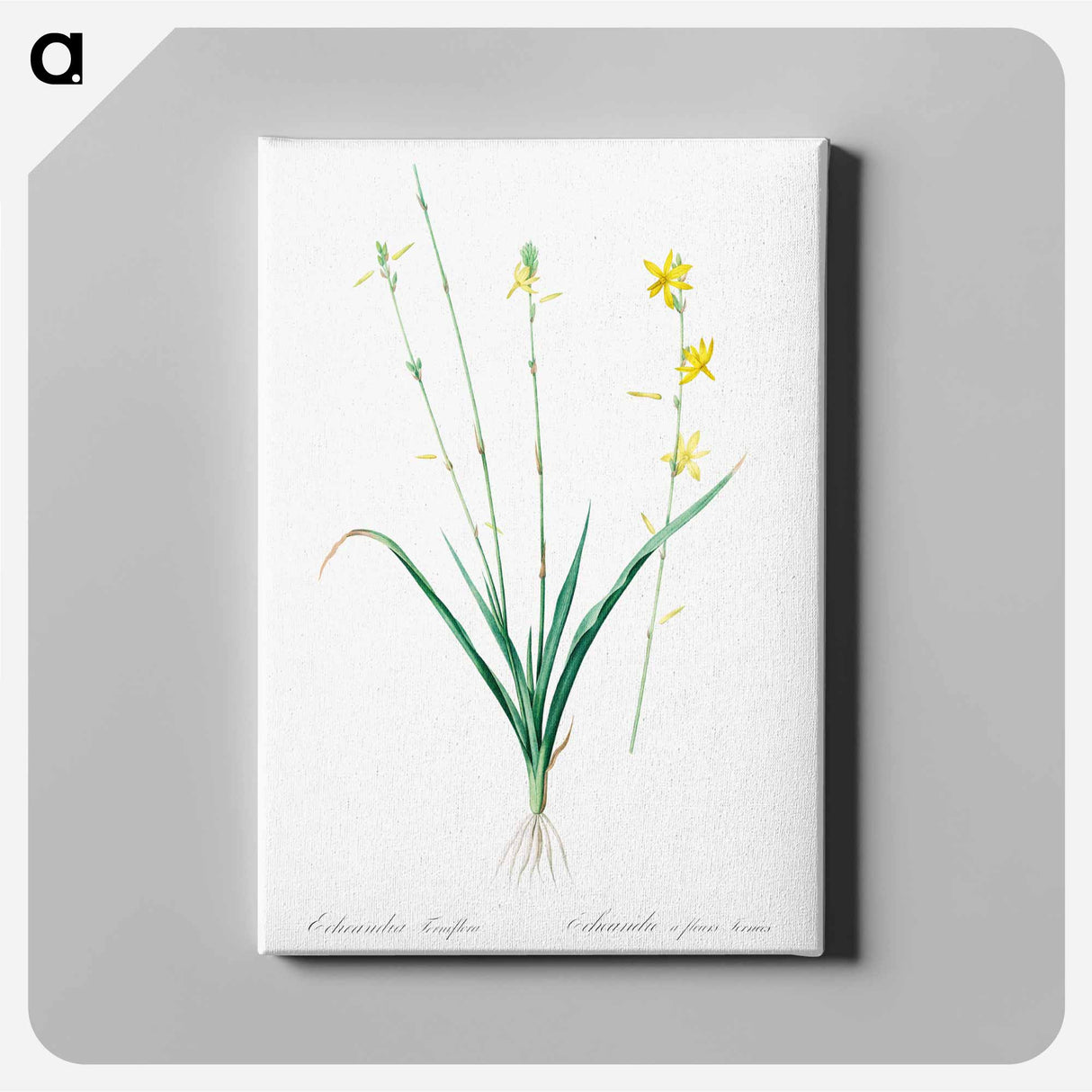 アートパネル-Torrey's craglily illustration - ピエール ジョゼフ ルドゥーテ Canvas.