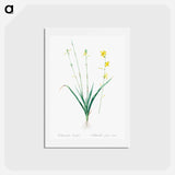 アートポストカード-Torrey's craglily illustration - ピエール ジョゼフ ルドゥーテ Postcard.