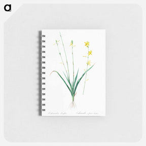 アートメモ帳-Torrey's craglily illustration - ピエール ジョゼフ ルドゥーテ Memo.