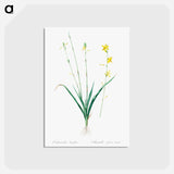 アートポストカード-Torrey's craglily illustration - ピエール ジョゼフ ルドゥーテ Postcard.