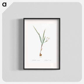 アートポスター-Gladiolus inclinatus illustration from Les liliacées - ピエール ジョゼフ ルドゥーテ Poster.