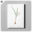 アートパネル-Gladiolus inclinatus illustration from Les liliacées - ピエール ジョゼフ ルドゥーテ Canvas.