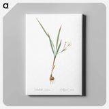 アートパネル-Gladiolus inclinatus illustration from Les liliacées - ピエール ジョゼフ ルドゥーテ Canvas.