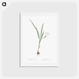 アートポストカード-Gladiolus inclinatus illustration from Les liliacées - ピエール ジョゼフ ルドゥーテ Postcard.