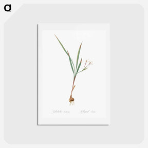 アートポストカード-Gladiolus inclinatus illustration from Les liliacées - ピエール ジョゼフ ルドゥーテ Postcard.