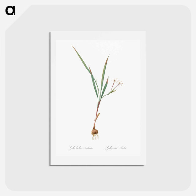 アートポストカード-Gladiolus inclinatus illustration from Les liliacées - ピエール ジョゼフ ルドゥーテ Postcard.