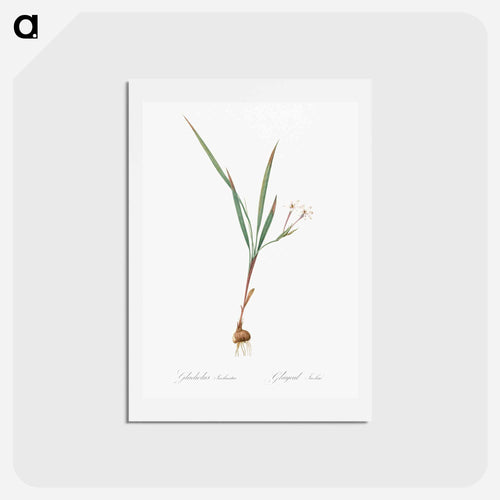 Gladiolus inclinatus illustration from Les liliacées - ピエール ジョゼフ ルドゥーテ Postcard.
