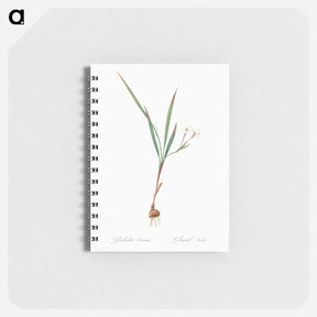 アートメモ帳-Gladiolus inclinatus illustration from Les liliacées - ピエール ジョゼフ ルドゥーテ Memo.