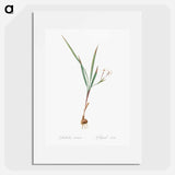 Gladiolus inclinatus illustration from Les liliacées - Pierre-Joseph Redouté Poster.