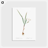 アートポストカード-Gladiolus inclinatus illustration from Les liliacées - ピエール ジョゼフ ルドゥーテ Postcard.
