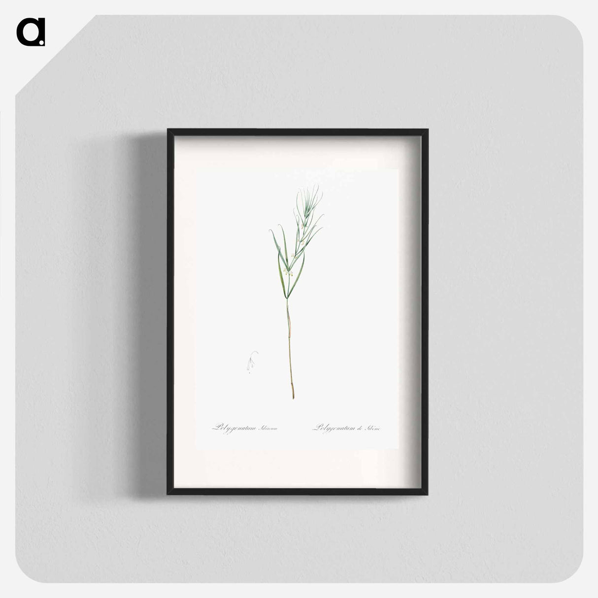 Siberian Solomon's seal illustration - Pierre Joseph Redouté Poster.