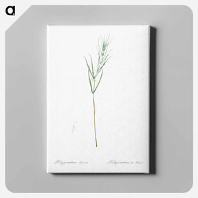 アートパネル-Siberian solomon's seal illustration - ピエール ジョゼフ ルドゥーテ Canvas.