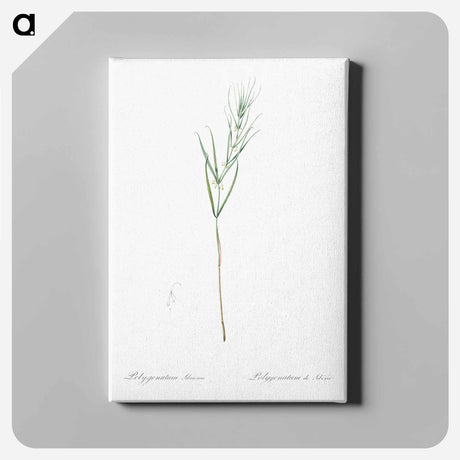 アートパネル-Siberian solomon's seal illustration - ピエール ジョゼフ ルドゥーテ Canvas.