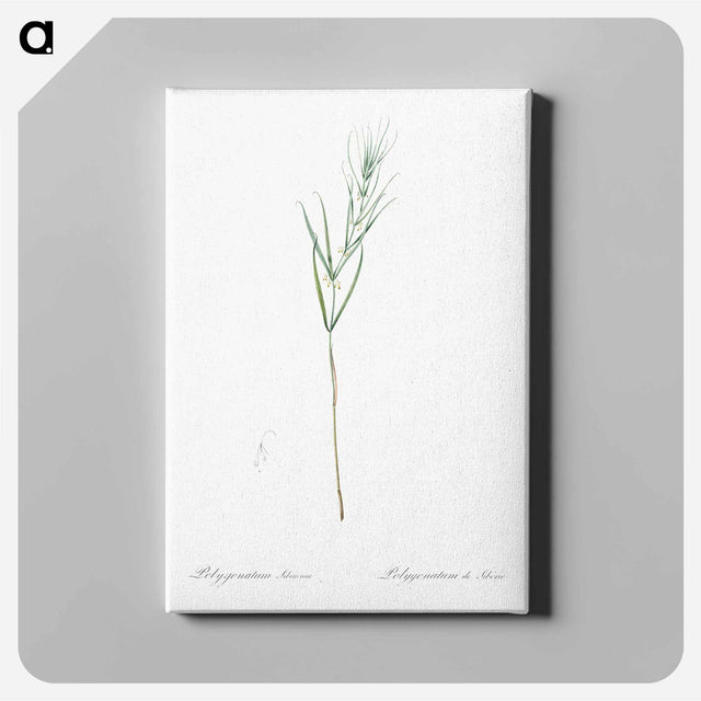 アートパネル-Siberian solomon's seal illustration - ピエール ジョゼフ ルドゥーテ Canvas.