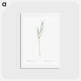 アートポストカード-Siberian solomon's seal illustration - ピエール ジョゼフ ルドゥーテ Postcard.