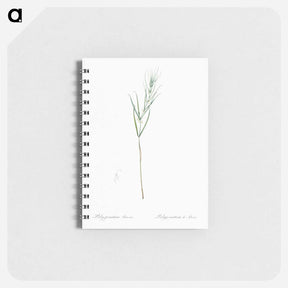 アートメモ帳-Siberian solomon's seal illustration - ピエール ジョゼフ ルドゥーテ Memo.