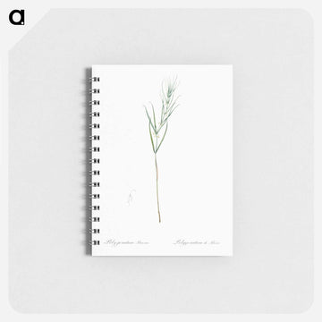 Siberian solomon's seal illustration - ピエール ジョゼフ ルドゥーテ Memo.