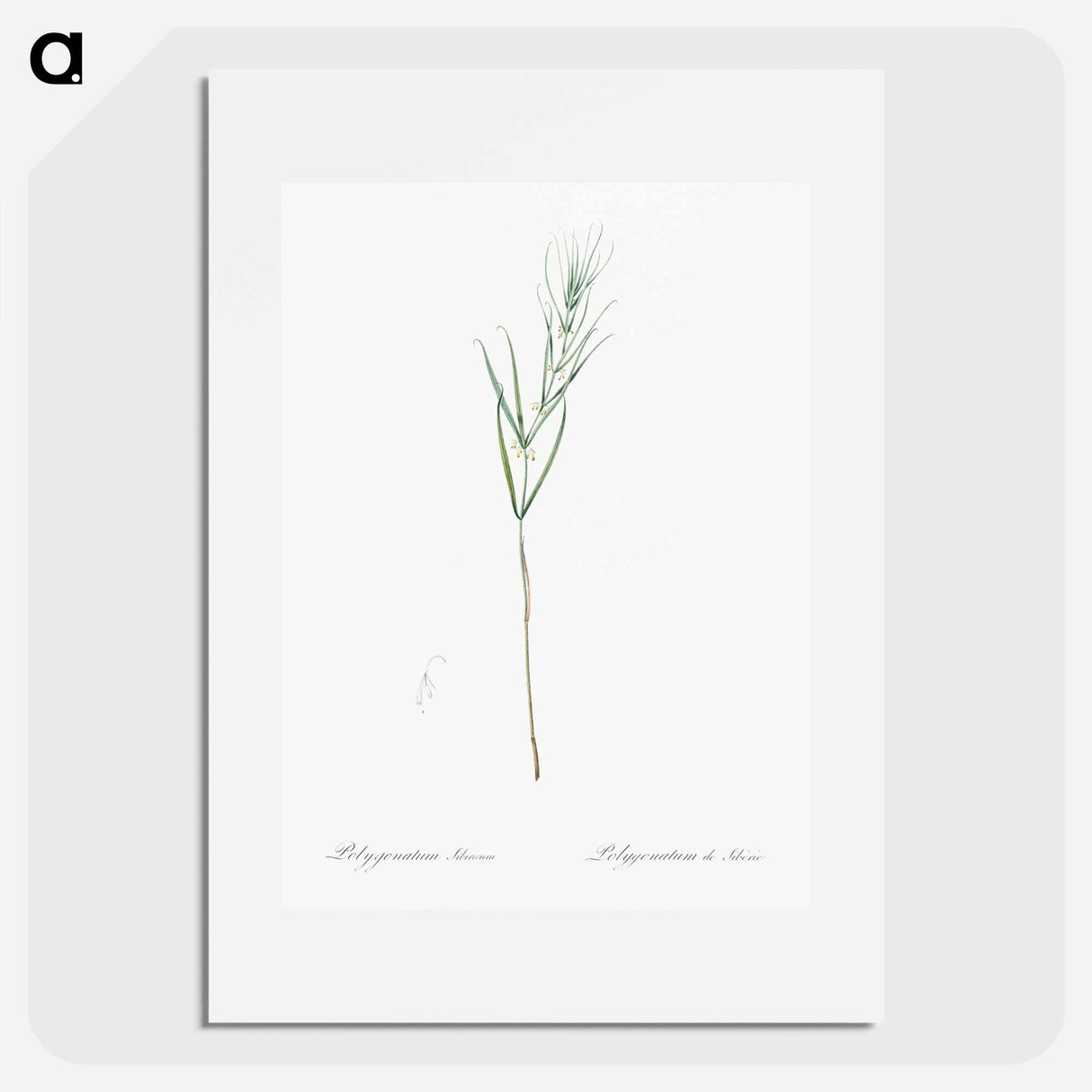 Siberian Solomon's seal illustration - Pierre Joseph Redouté Poster.