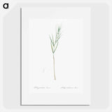 Siberian Solomon's seal illustration - Pierre Joseph Redouté Poster.