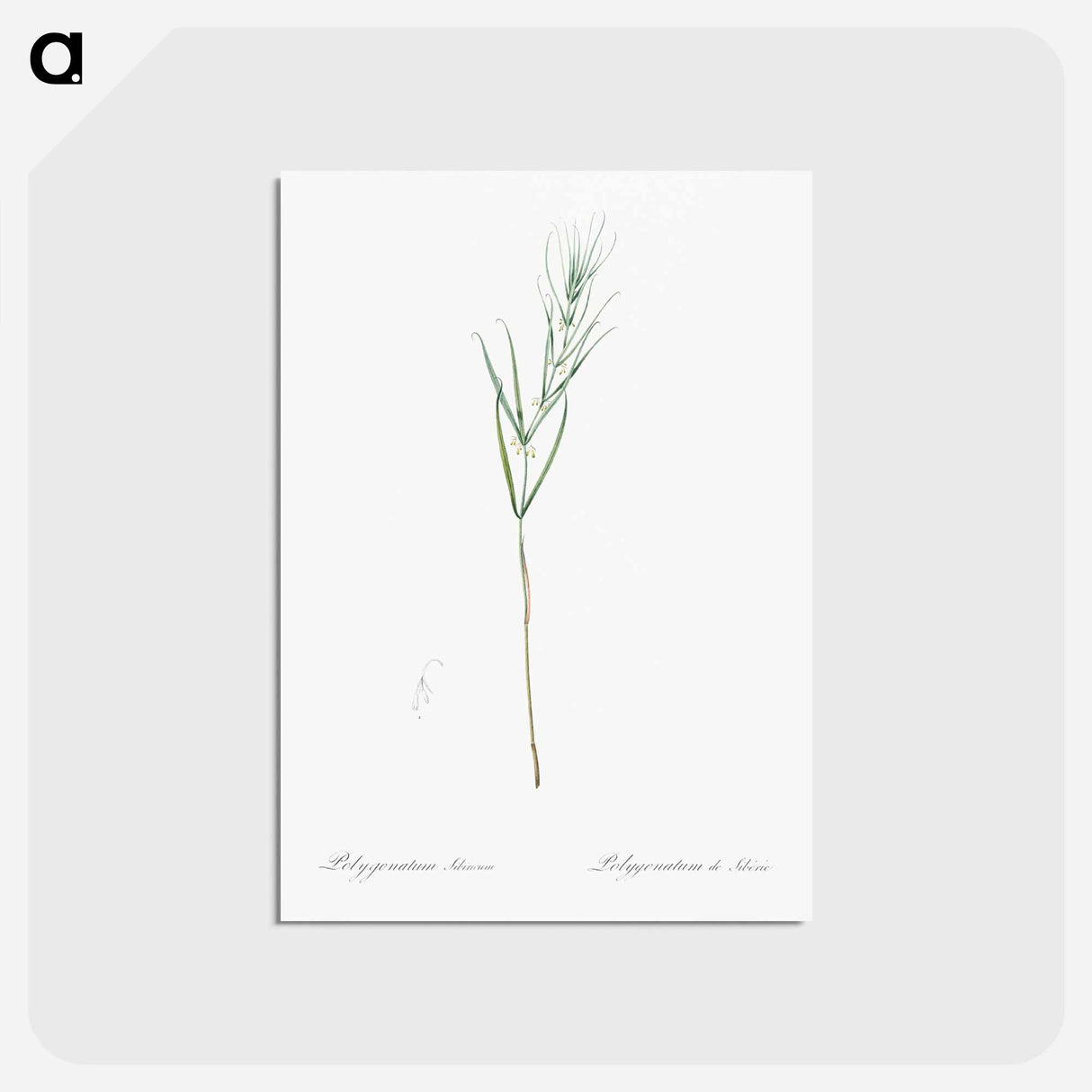 アートポストカード-Siberian solomon's seal illustration - ピエール ジョゼフ ルドゥーテ Postcard.