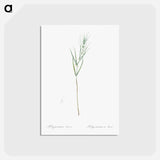 アートポストカード-Siberian solomon's seal illustration - ピエール ジョゼフ ルドゥーテ Postcard.