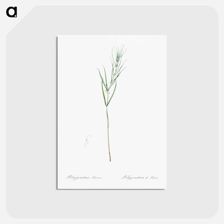 アートポストカード-Siberian solomon's seal illustration - ピエール ジョゼフ ルドゥーテ Postcard.