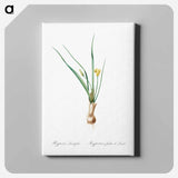 アートパネル-Weevil-wort illustration - ピエール ジョゼフ ルドゥーテ Canvas.