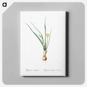 アートパネル-Weevil-wort illustration - ピエール ジョゼフ ルドゥーテ Canvas.