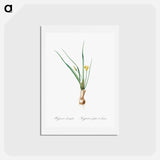 アートポストカード-Weevil-wort illustration - ピエール ジョゼフ ルドゥーテ Postcard.