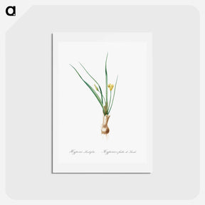 アートポストカード-Weevil-wort illustration - ピエール ジョゼフ ルドゥーテ Postcard.