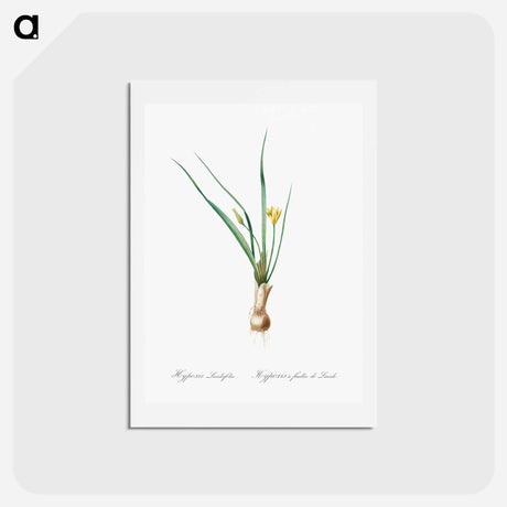 アートポストカード-Weevil-wort illustration - ピエール ジョゼフ ルドゥーテ Postcard.