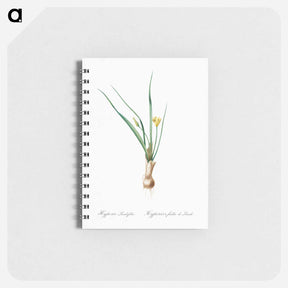 アートメモ帳-Weevil-wort illustration - ピエール ジョゼフ ルドゥーテ Memo.