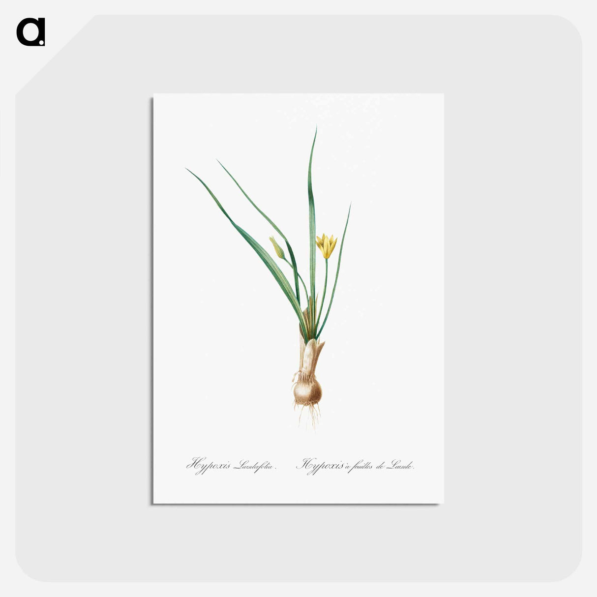 アートポストカード-Weevil-wort illustration - ピエール ジョゼフ ルドゥーテ Postcard.