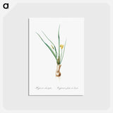 アートポストカード-Weevil-wort illustration - ピエール ジョゼフ ルドゥーテ Postcard.