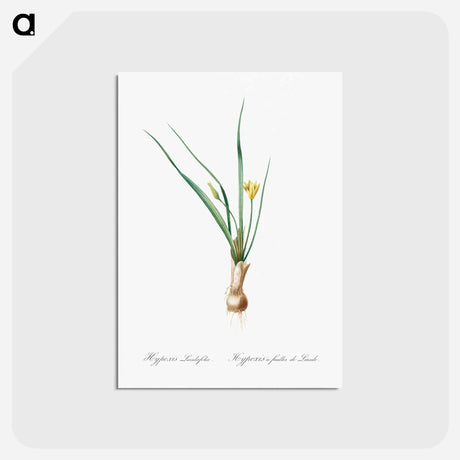 アートポストカード-Weevil-wort illustration - ピエール ジョゼフ ルドゥーテ Postcard.