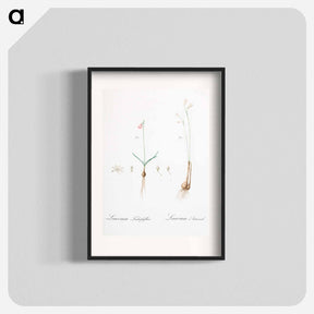 アートポスター-Leucoium trichophyllum illustration - ピエール ジョゼフ ルドゥーテ Poster.