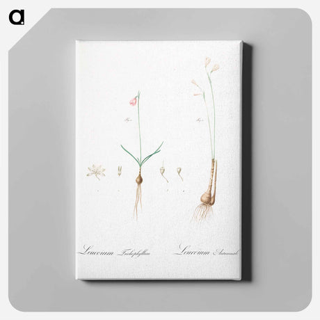アートパネル-Leucoium trichophyllum illustration - ピエール ジョゼフ ルドゥーテ Canvas.